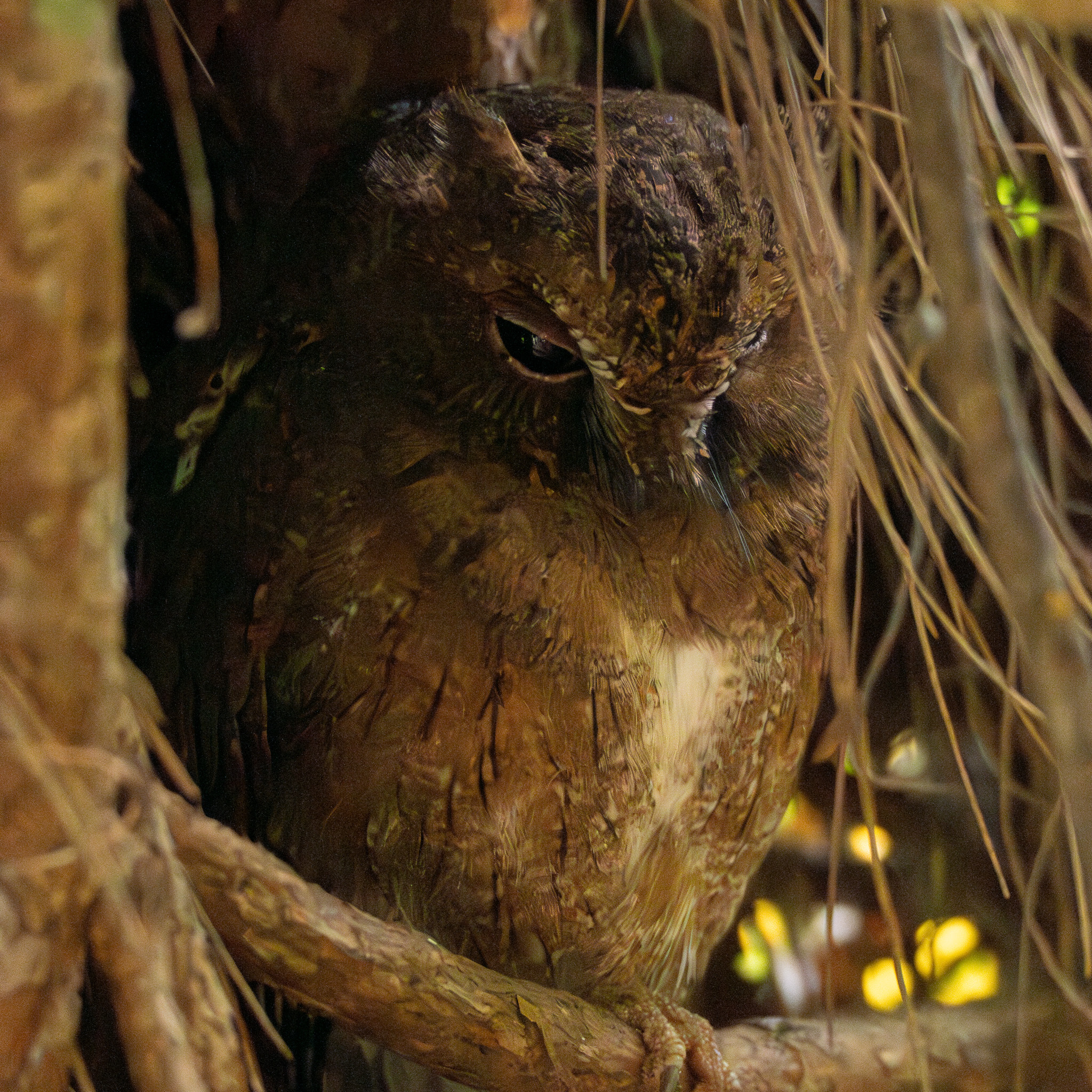 Madagascar Scops Owl (Otus rutilus), photo 2