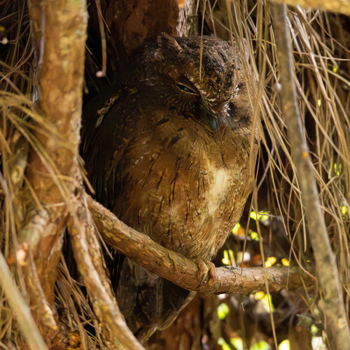 Madagascar Scops Owl (Otus rutilus)