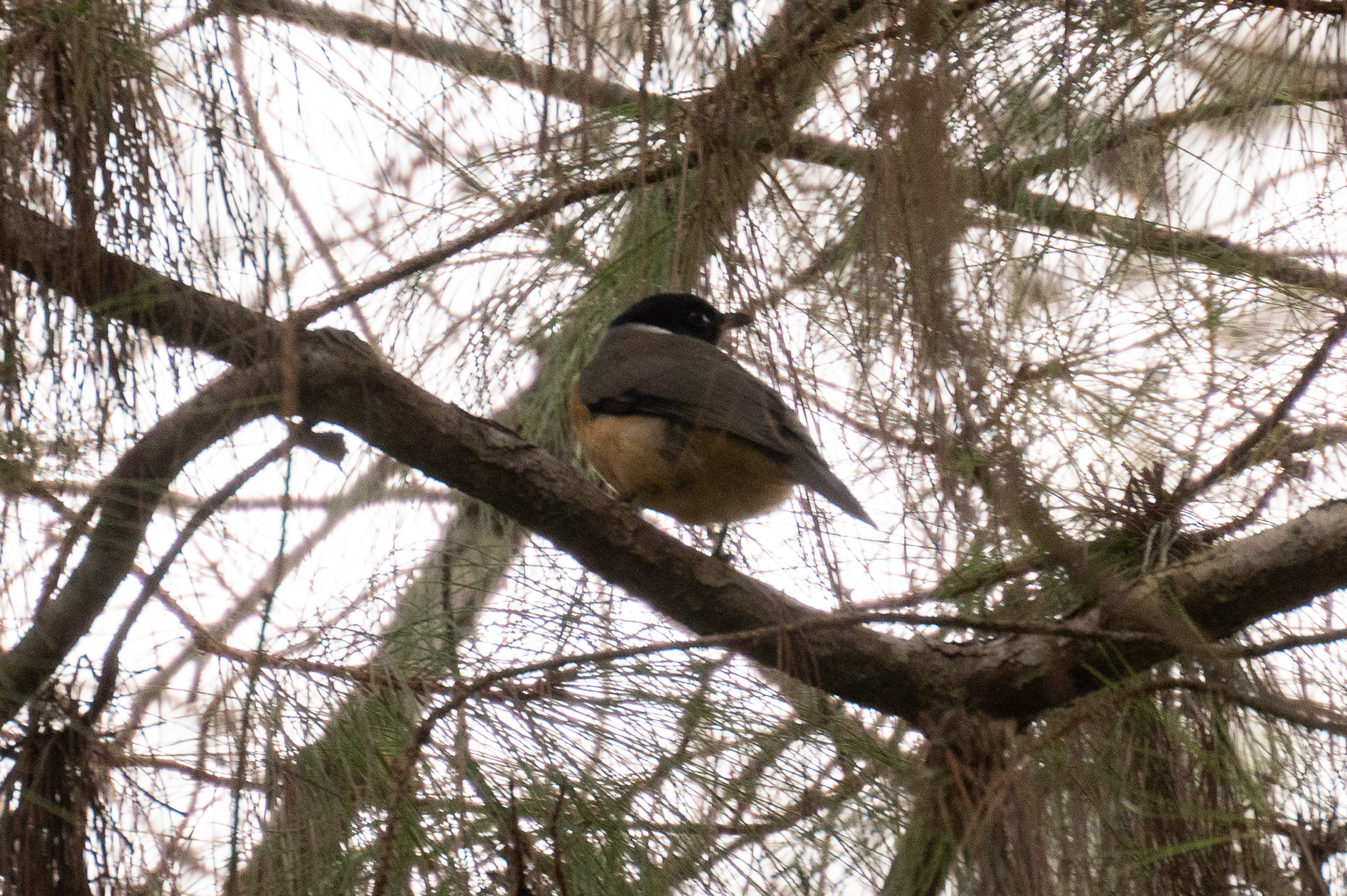 Tylas Vanga (Tylas eduardi), photo 2