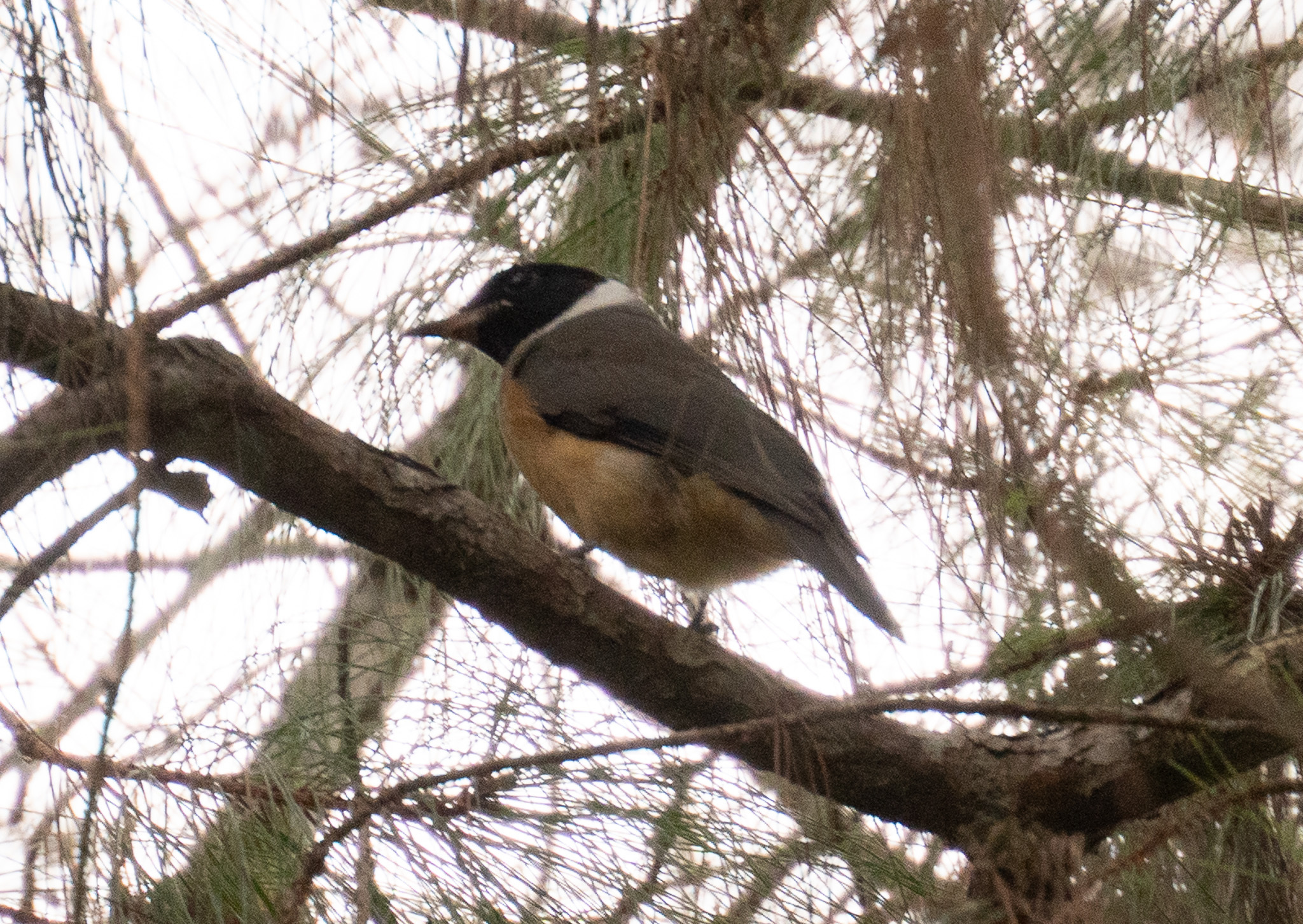Tylas Vanga (Tylas eduardi), photo 1