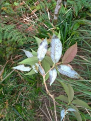 Quercus salicina