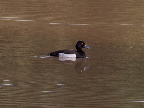 Tufted Duck