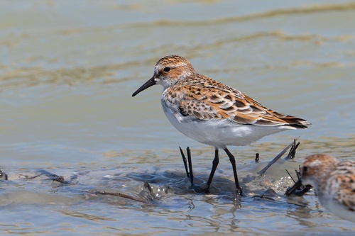 iNaturalist image