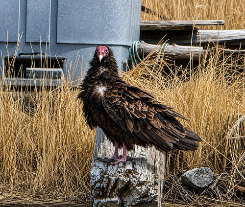 Turkey Vulture