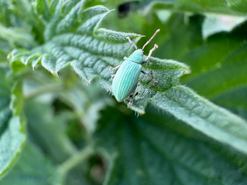 Phyllobius virideaeris