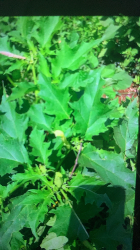 jimsonweed