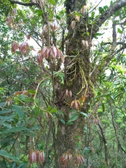 Quercus salicina