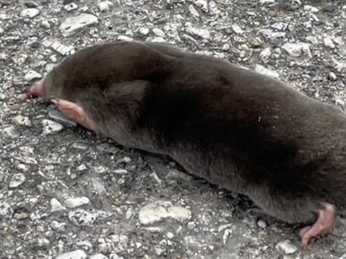 Eastern Mole observed by lailuka