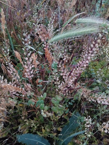 clasping pepperweed