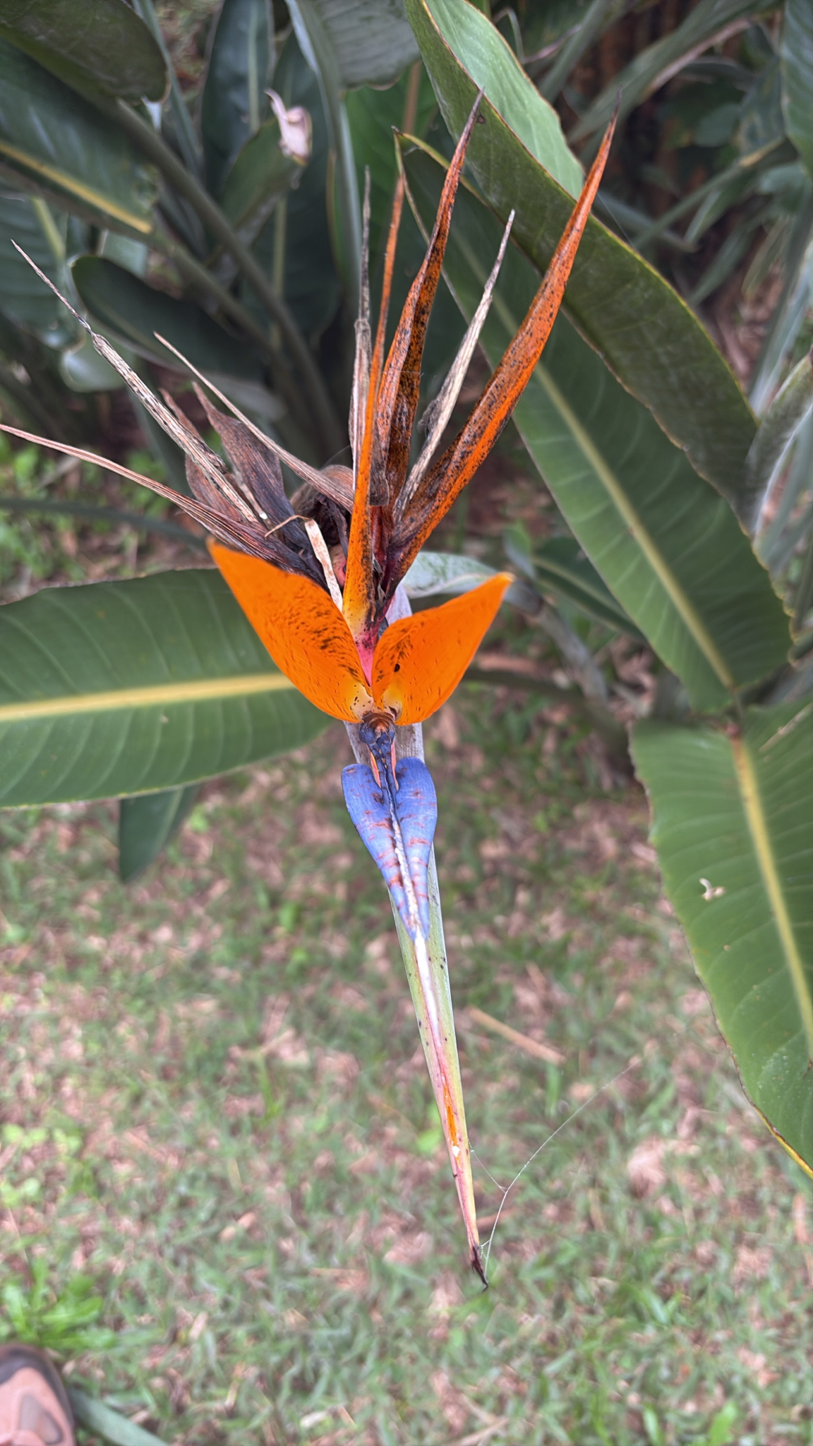 Strelitzia reginae