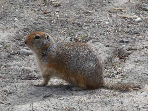 Arctic Ground Squirrel observed by jeffharding