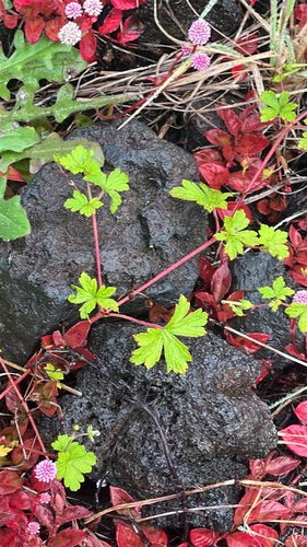 Geranium homeanum observed 2026-06-01