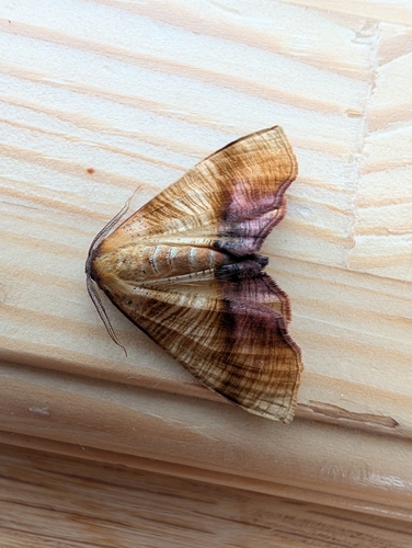 Scorched Wing