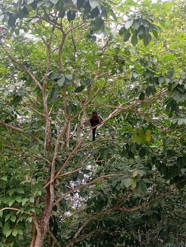 Black capuchin