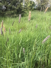 Alopecurus geniculatus