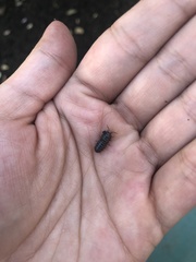 Armadillidium vulgare