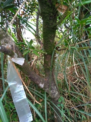 Quercus sessilifolia