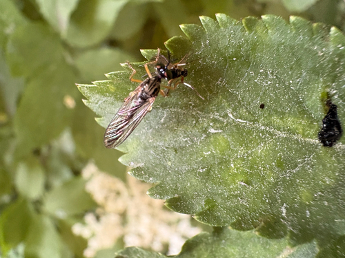 Small Yellow-legged Robber Fly
