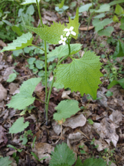 Alliaria petiolata
