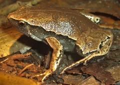 Hamptophryne boliviana