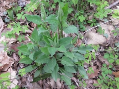 Solidago virgaurea asiatica