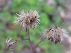 Solidago virgaurea asiatica