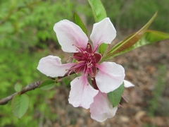 Prunus davidiana
