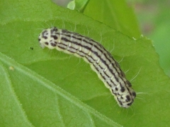 Pryeria sinica