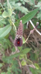 Aristolochia taliscana