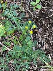 Lomatium parvifolium