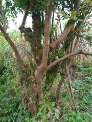 Camellia brevistyla