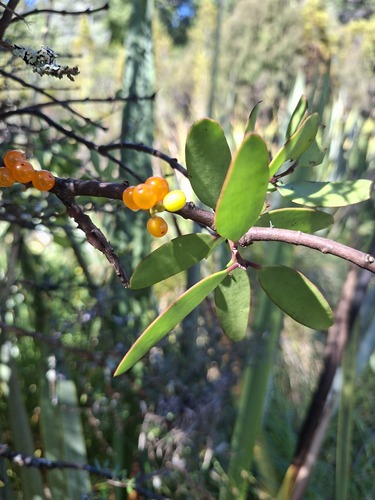 Alepis flavida, photograph 3