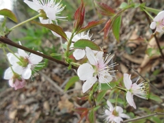 Prunus ishidoyana