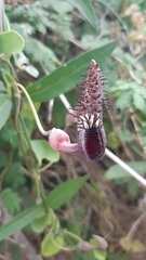 Aristolochia taliscana