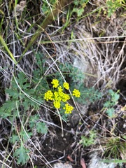 Lomatium parvifolium
