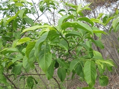 Euonymus hamiltonianus