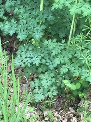 Thalictrum fendleri polycarpum