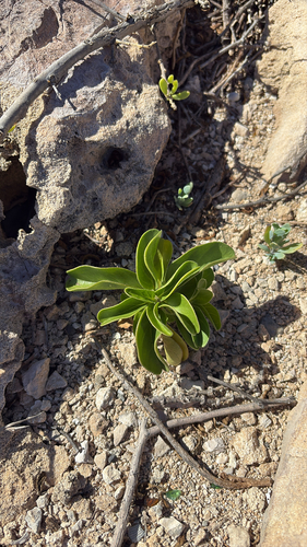 Jacquemontia sandwicensis observed 2026-05-27
