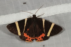 Lychnographa heroica