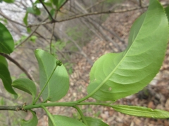 Euonymus hamiltonianus