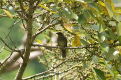 Pycnonotus finlaysoni