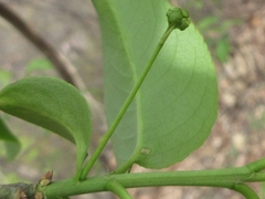 Euonymus hamiltonianus