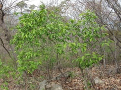 Euonymus hamiltonianus