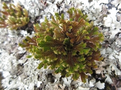 Selaginella tamariscina