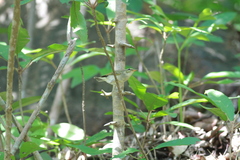 Phylloscopus borealis