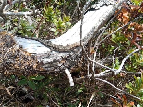 Viviparous Lizard