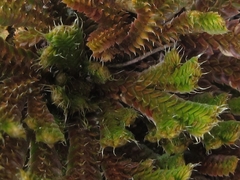 Selaginella tamariscina