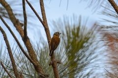 Picumnus nebulosus
