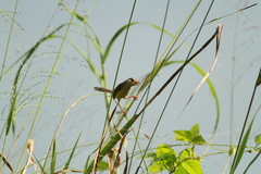 Prinia flaviventris