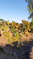 Paullinia fuscescens